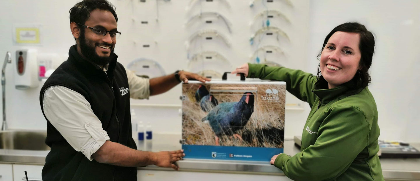 Takahē patient Hawkeye is heading home!