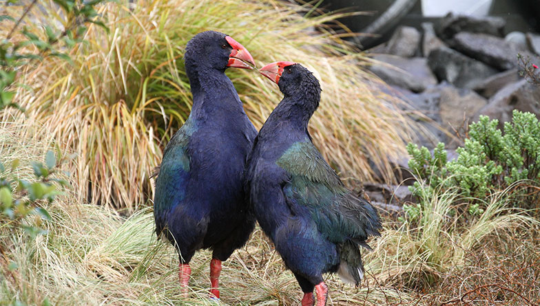 Takahē Kuīni makes miraculous recovery to start new life