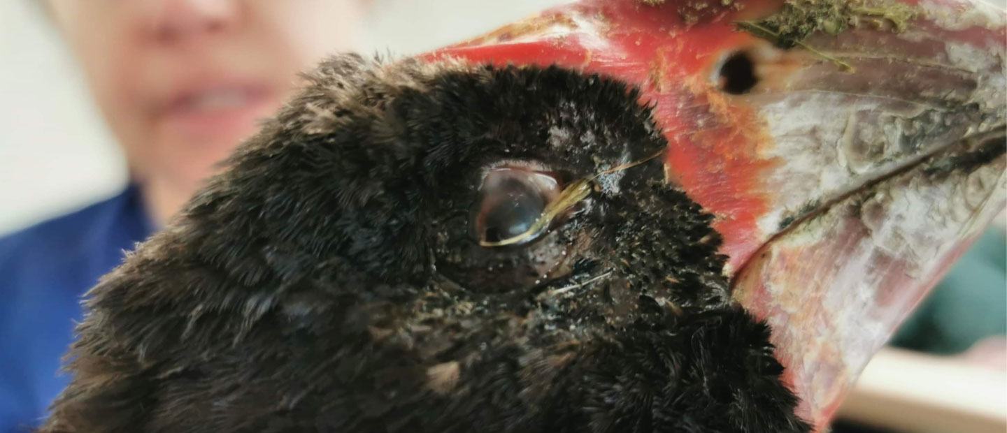 Great news for this wild takahē patient!