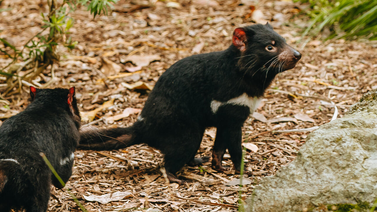 Welcoming two Tasmanian devils to Auckland!