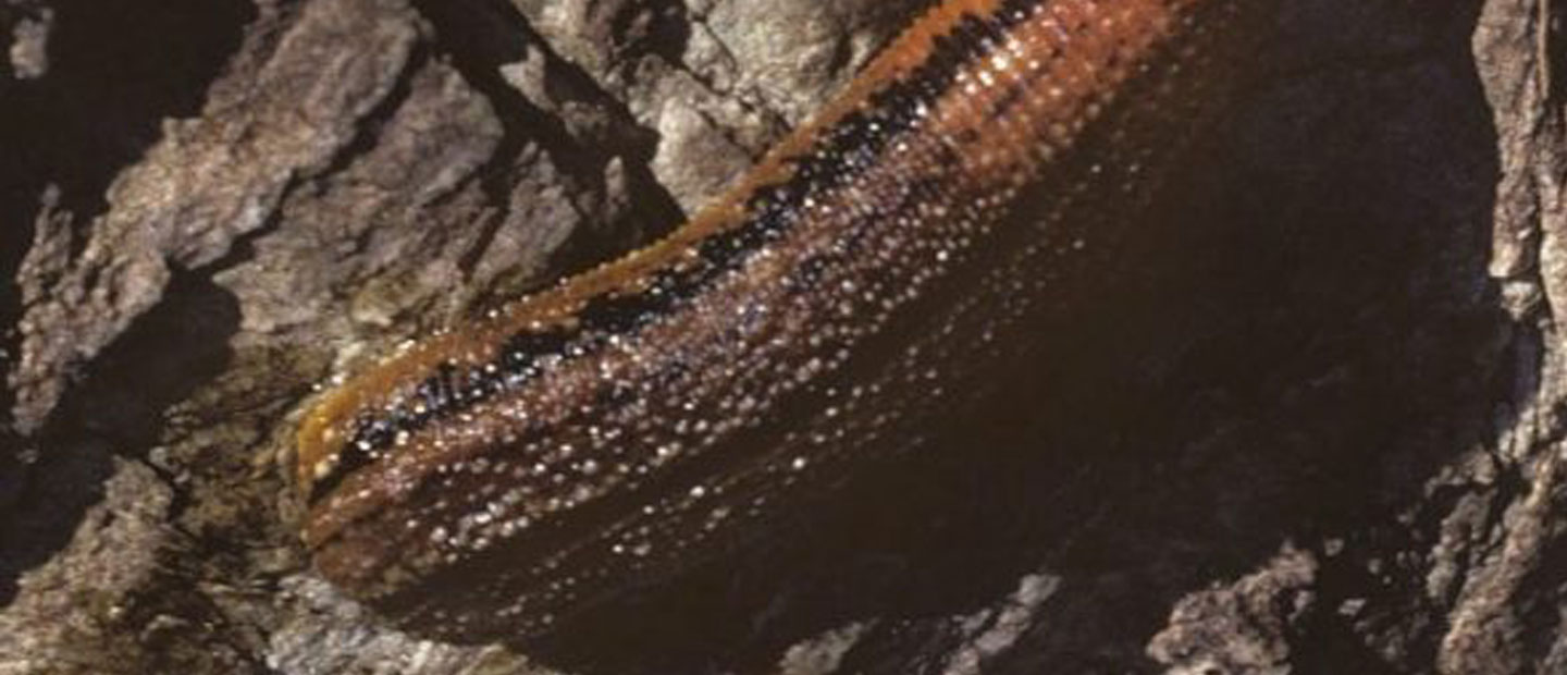 Our native leeches are bloody amazing!