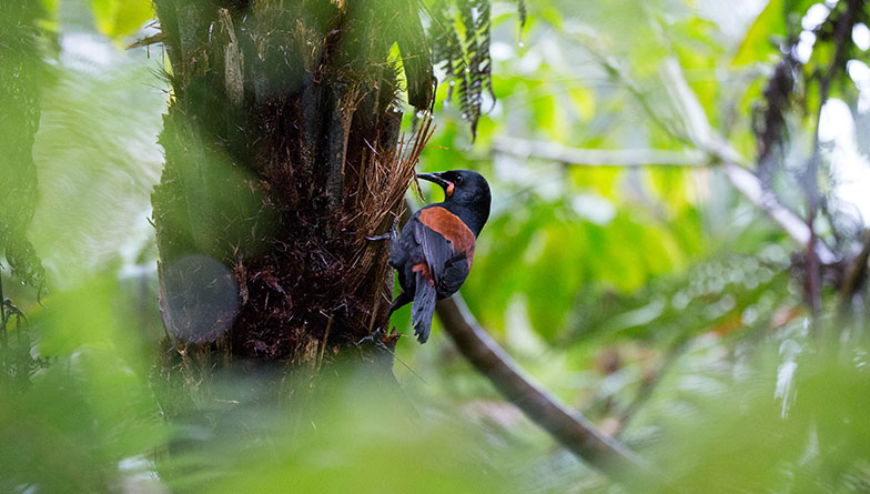 The sweet sound of conservation success