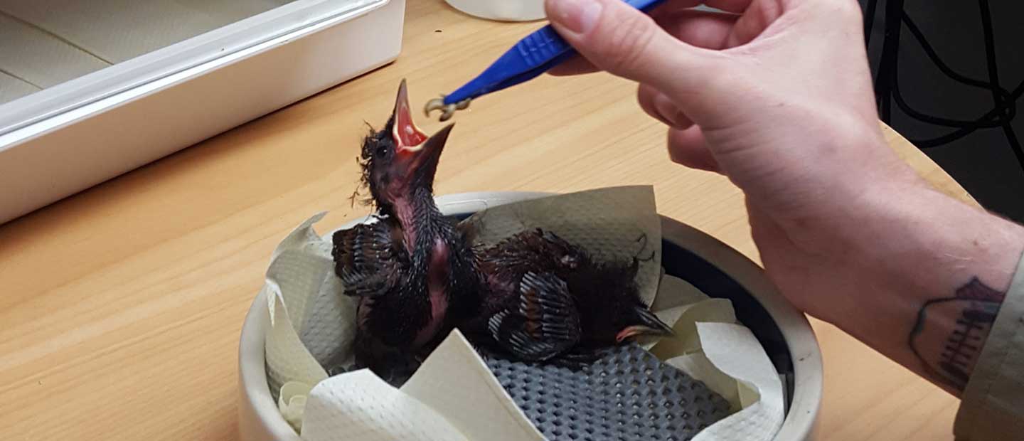 Raising tīeke – long hours and meal worms