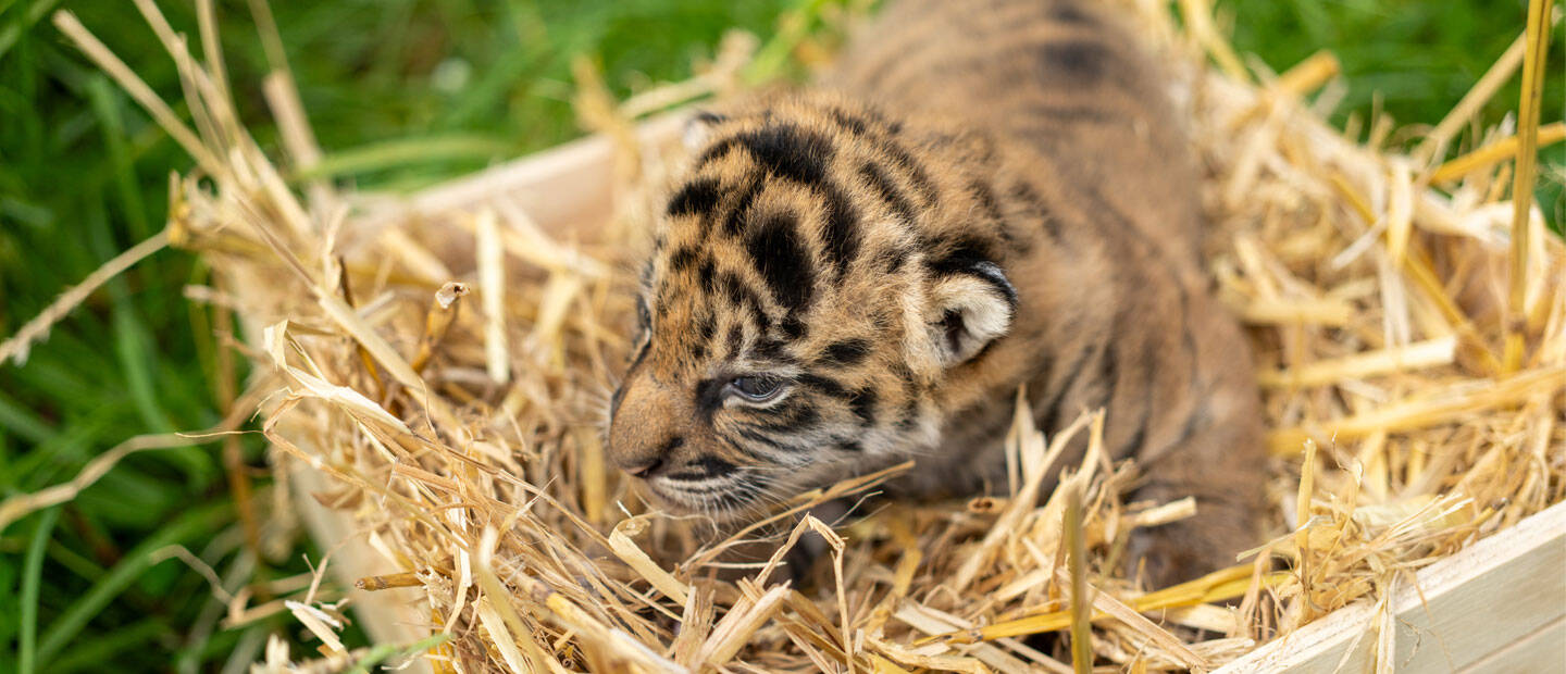 Two-week health check confirms sexes of Auckland Zoo’s new tiger cubs!
