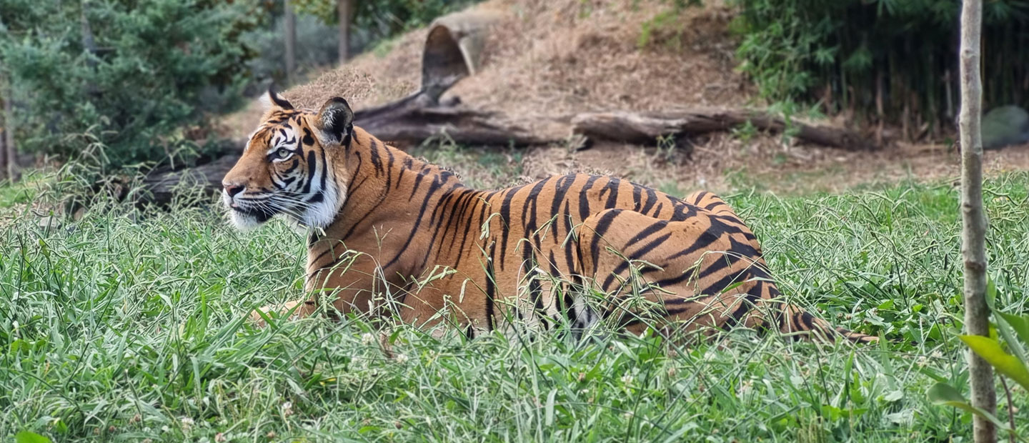 Auckland Zoo to welcome Sumatran tiger Sali