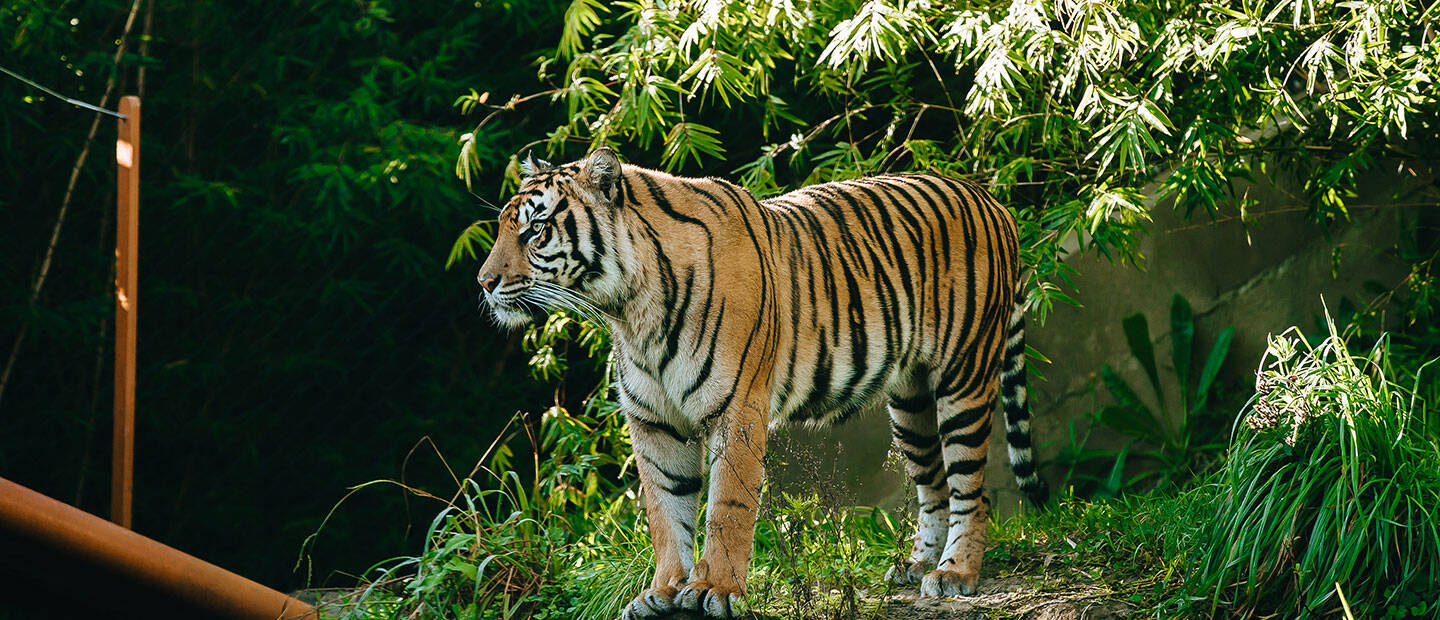 Sumantran tiger cubs update 