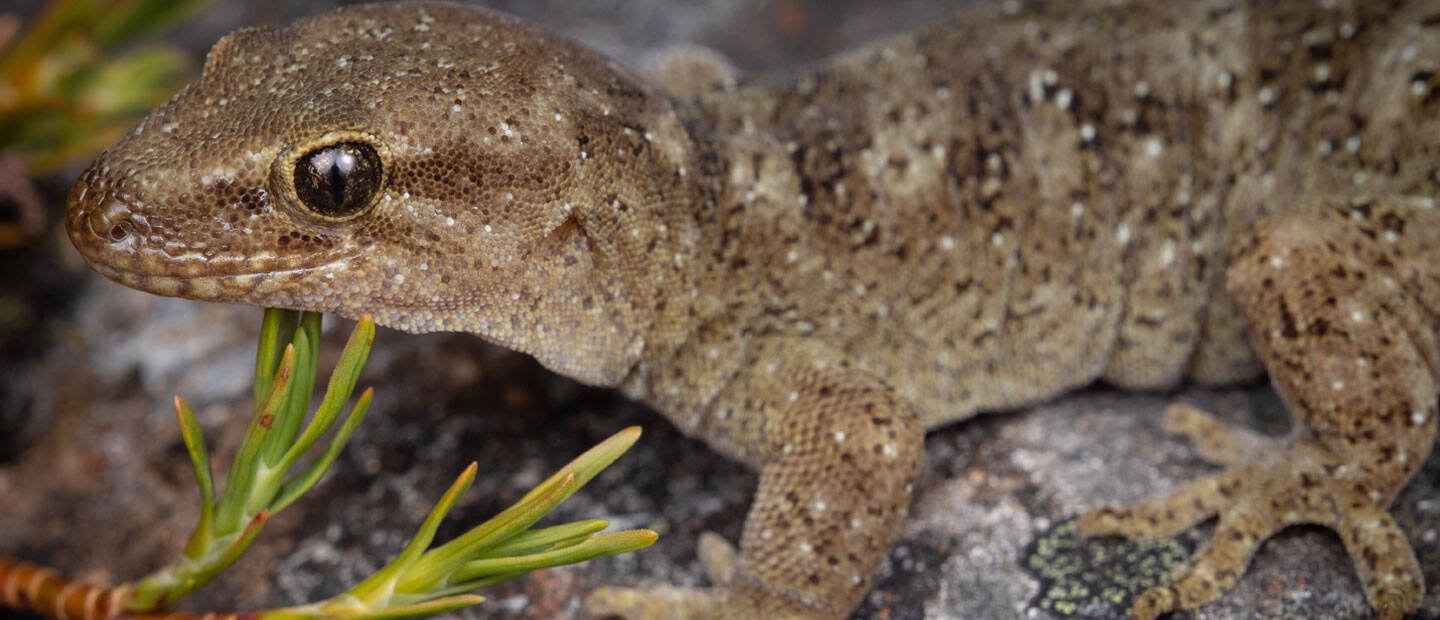 Auckland Zoo marks Endangered Species Day with announcement of conservation grants