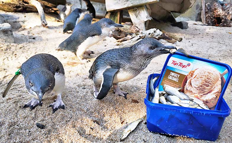 A tip top lunch for our penguins!