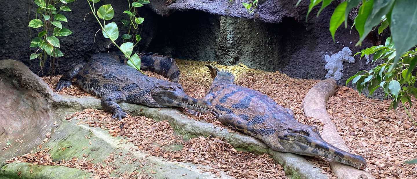 The crocodiles have landed at Auckland Zoo!