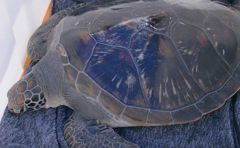 Endangered sea turtle released back into the ocean!
