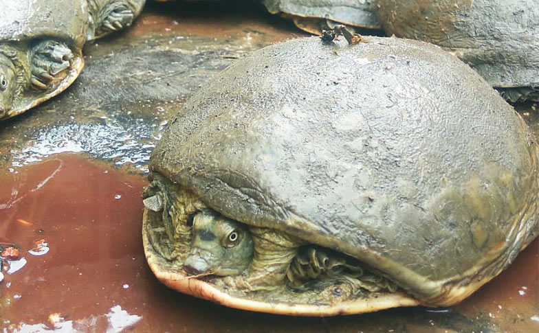 Tackling the Turtle and Tortoise Trade