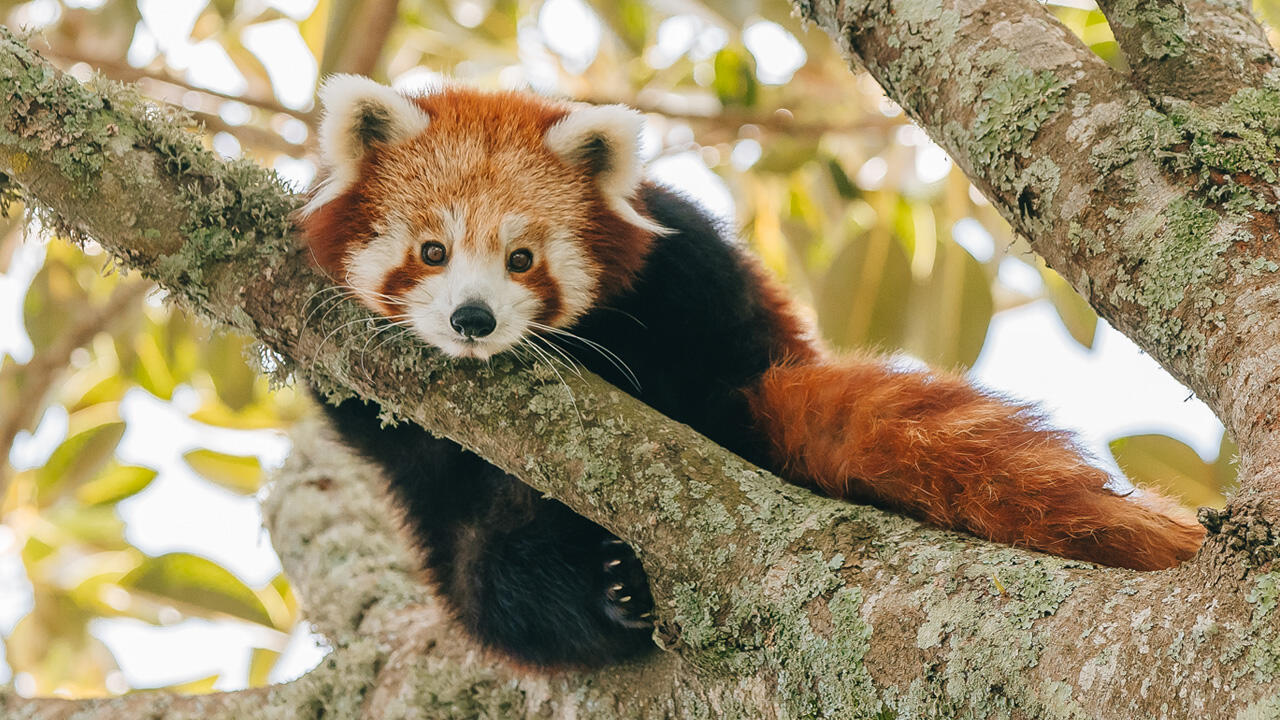 Red pandas engage in health care training!