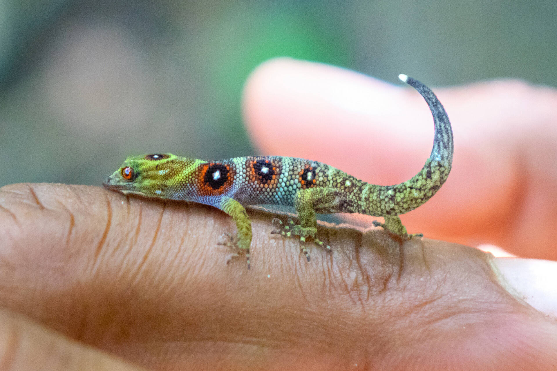 Zoo supports hurricane-hit Caribbean conservationists