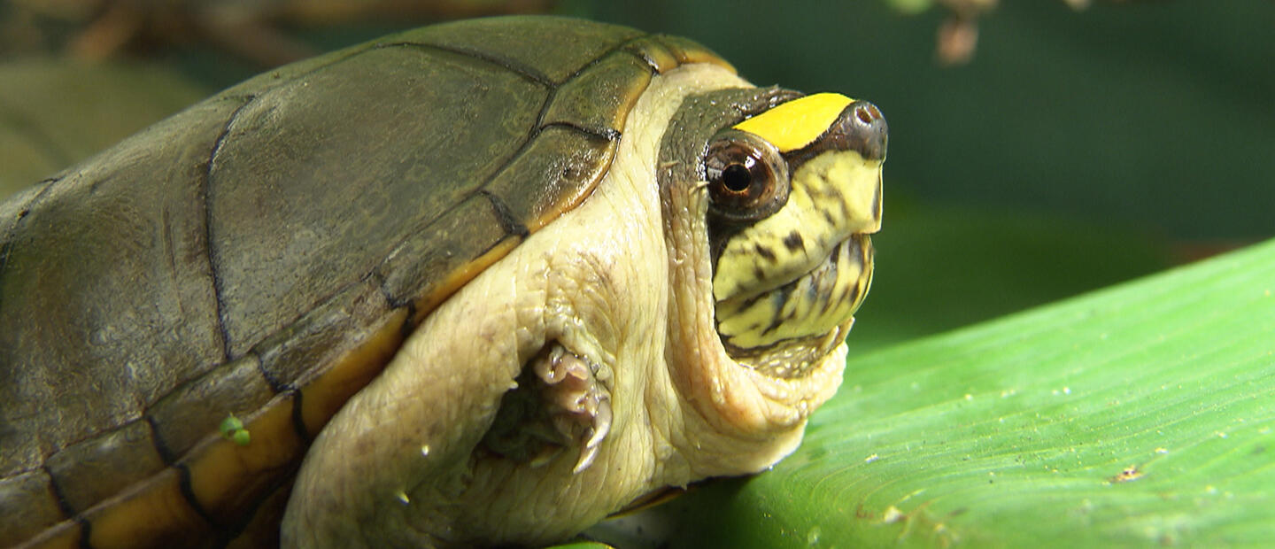 Supporting efforts to save the world’s tiniest turtle 