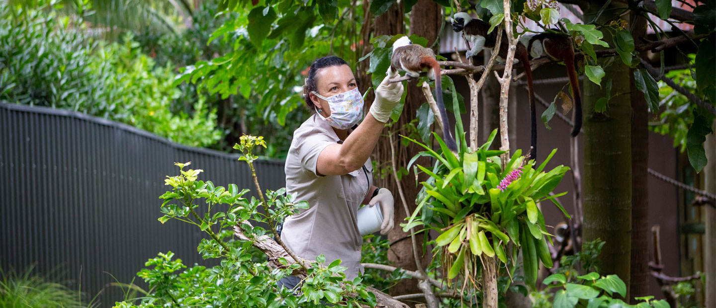 Auckland Zoo to spring open on 2 September