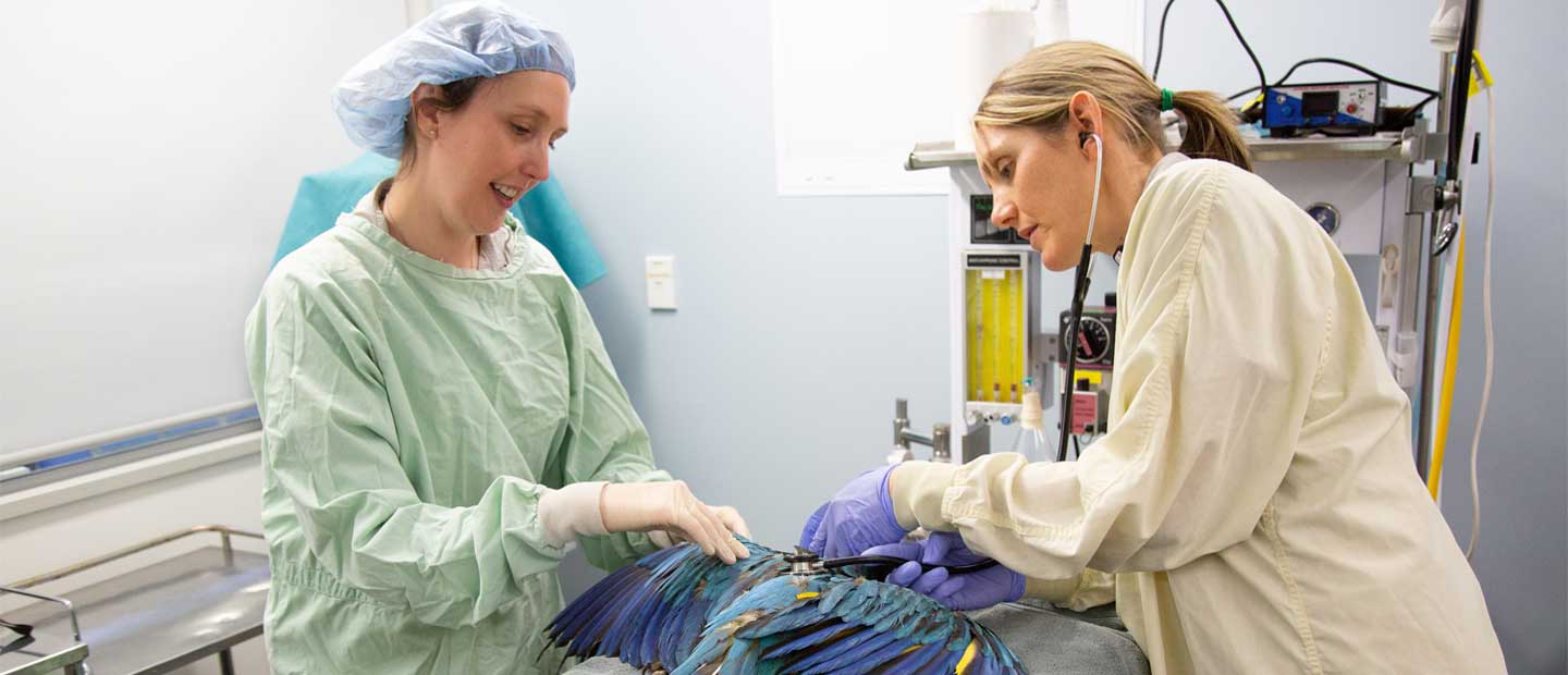 We're celebrating Veterinary Nurse Awareness Week!