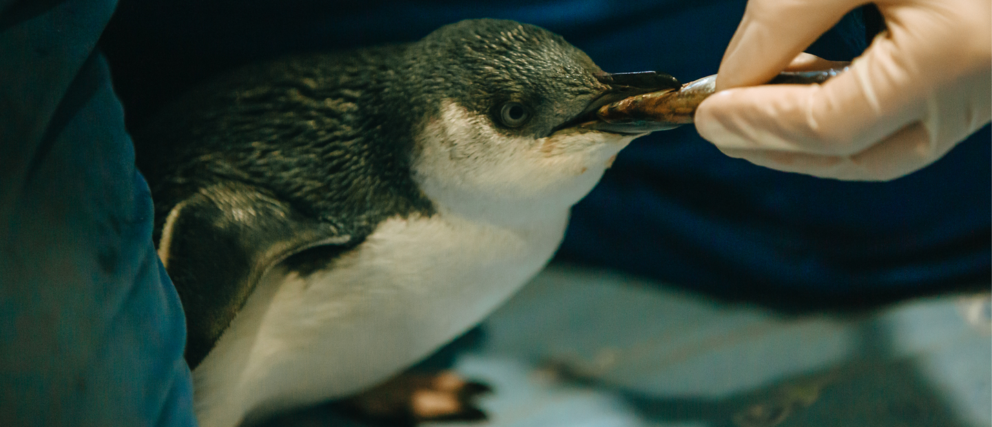 Success for wild kororā (little penguin) patient