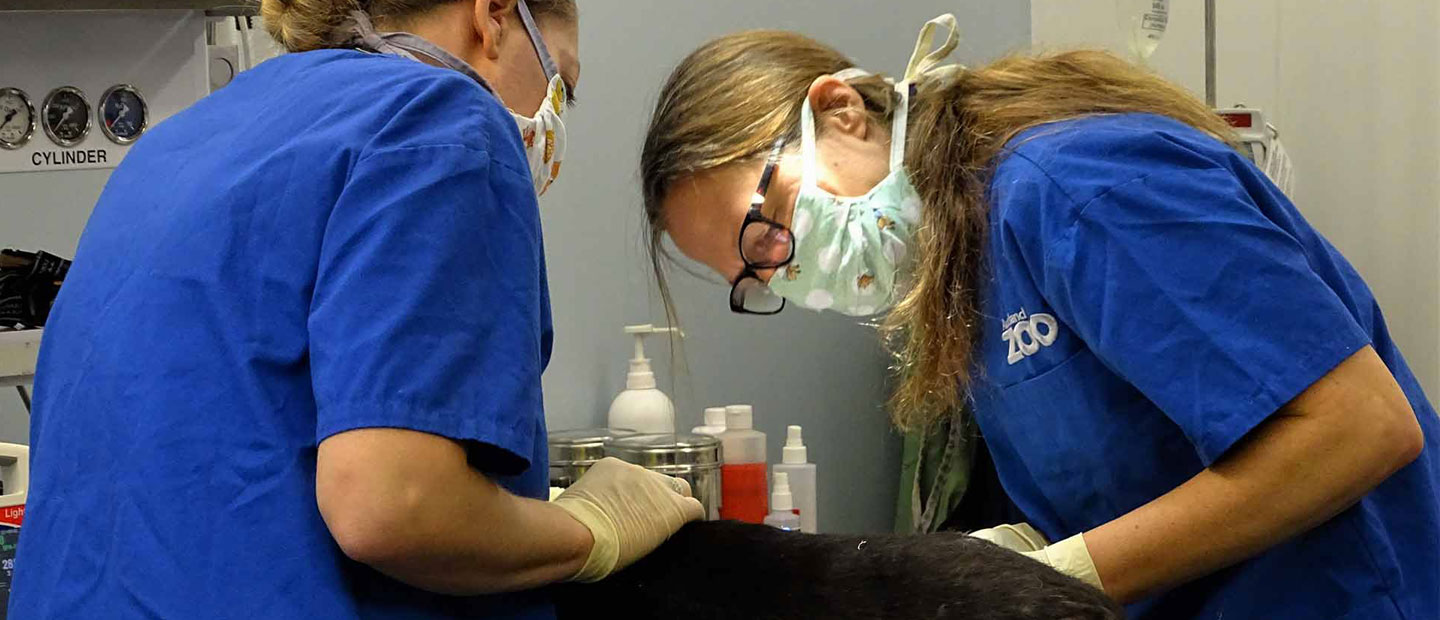 Our veterinary team - passionate and inventive recyclers!