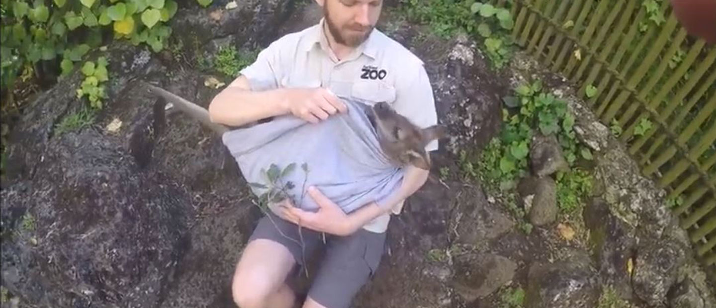 Pouch-checks are vital for growing joeys