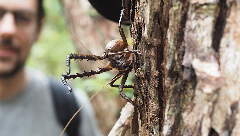 Wētā weekend a winner for zoo staff