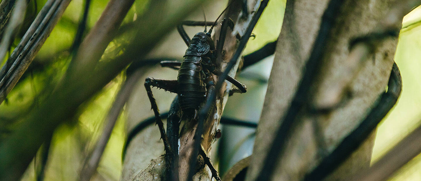 More giant wētā have been released in the Bay of Islands!