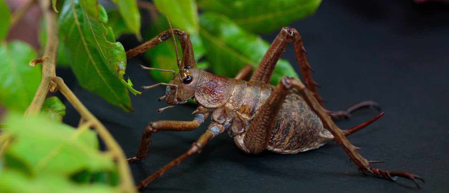 Saving New Zealand's prehistoric wētā