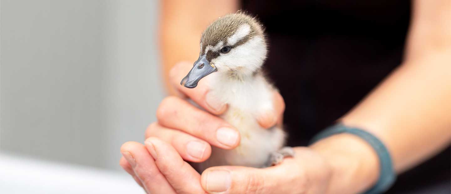 Raising Awareness for Aotearoa's Rare Whio