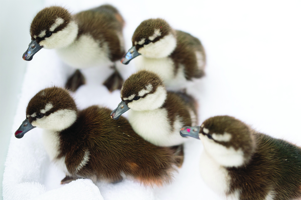 A paddling of precious whio ducklings have hatched!