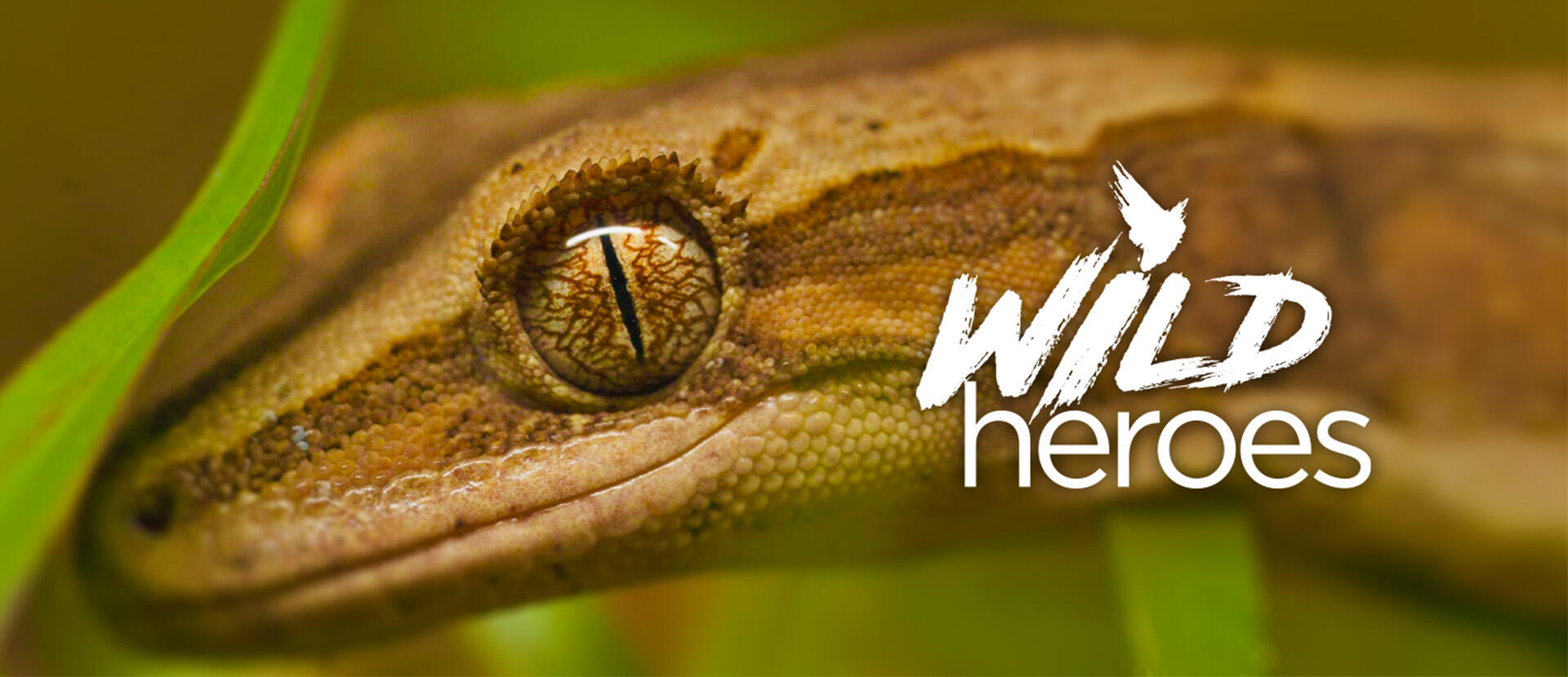 Wild Heroes returns with exciting new series