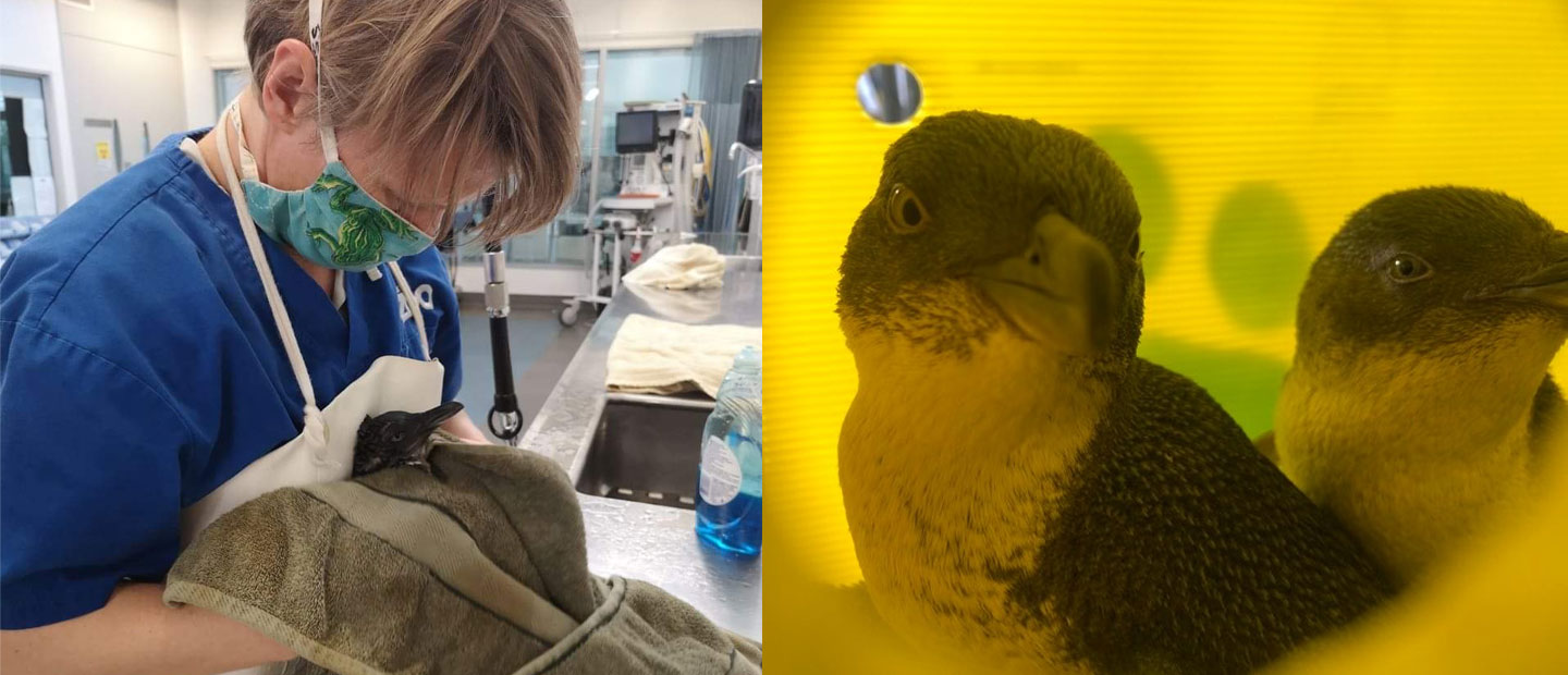 Wild penguin patients recover at Auckland Zoo's Vet Hospital