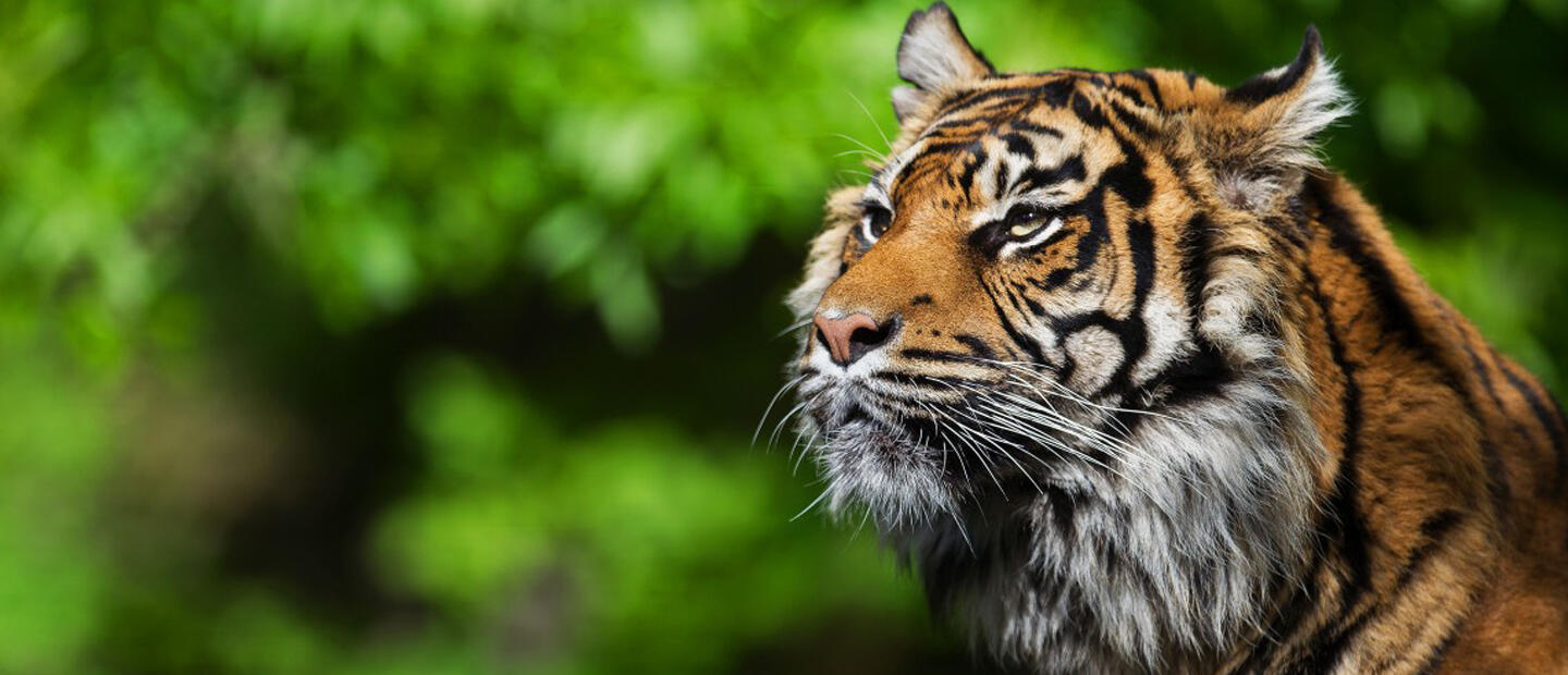 We’re celebrating our partners’ amazing mahi for tigers