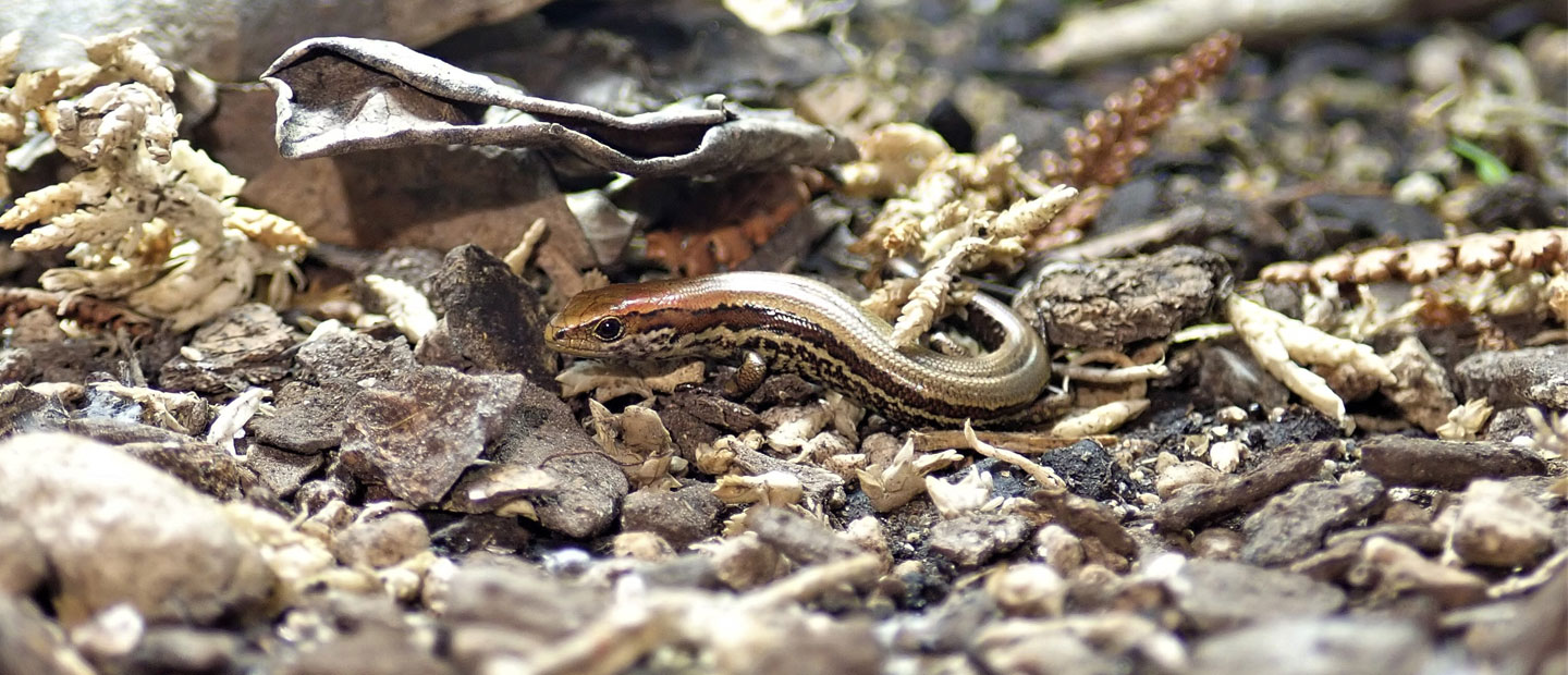 This World Lizard Day we're celebrating wins for Aotearoa’s skinks!