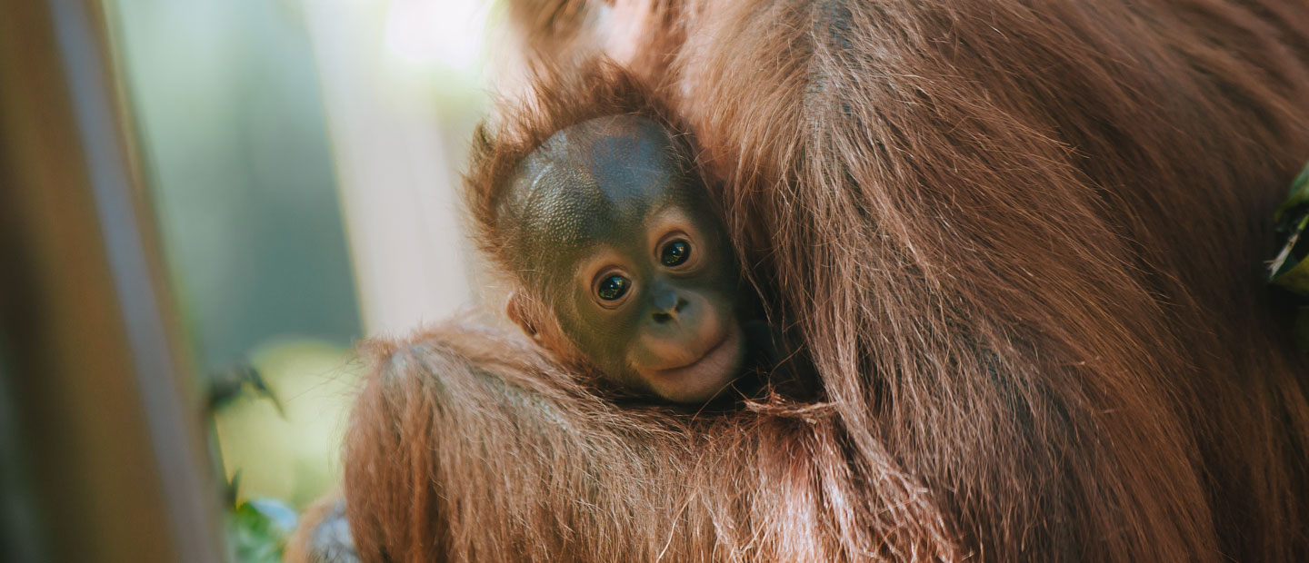 Join us in celebrating International Orangutan Day