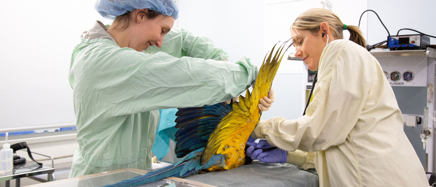 Celebrating our vet team this World Veterinary Day 2020!