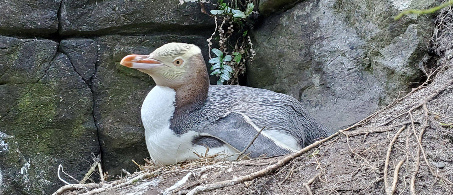 Protecting precious hoiho from a deadly disease