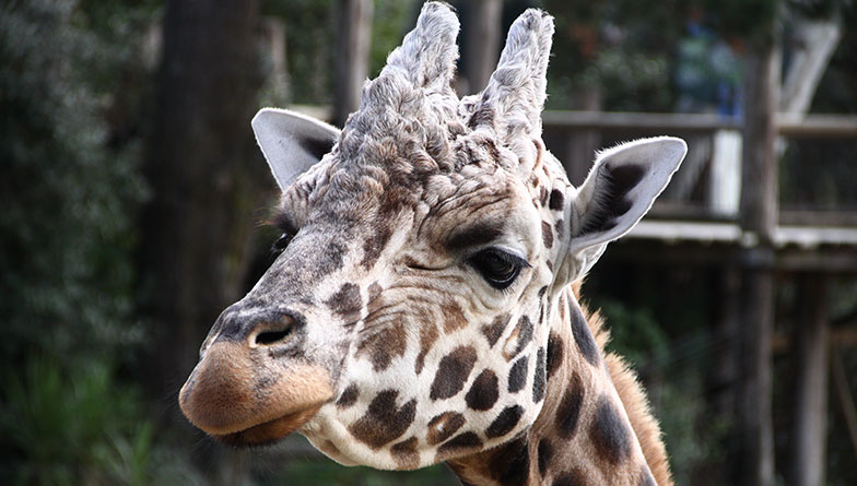 Gentle giant Zabulu passes away