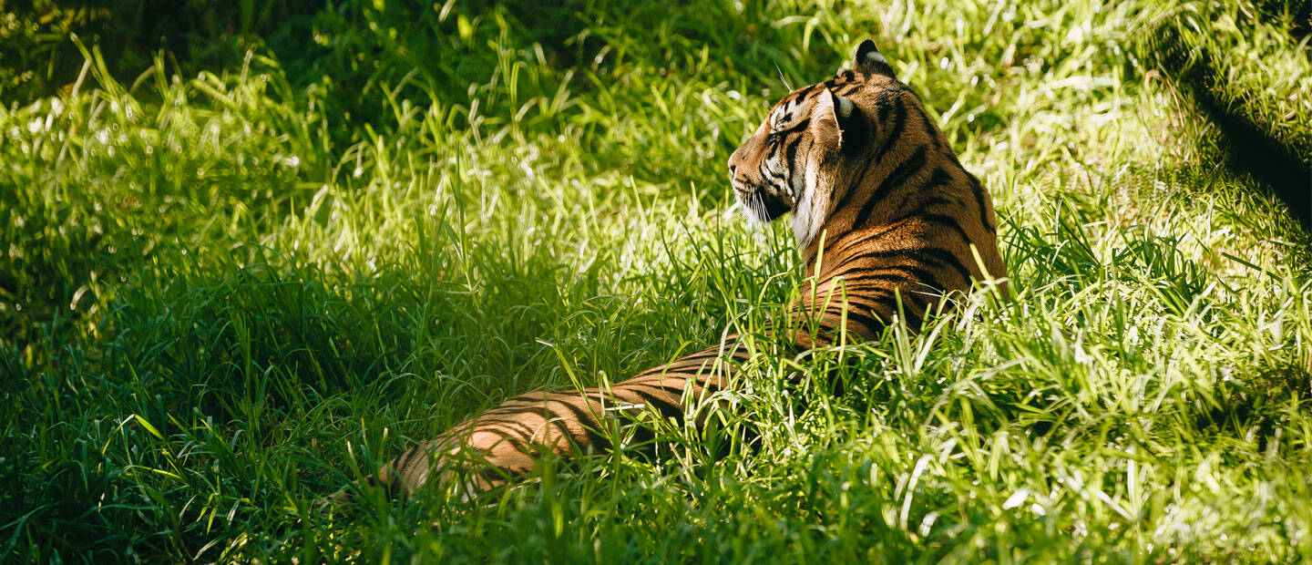Zoo welcomes 2024 with birth of Sumatran tiger cubs