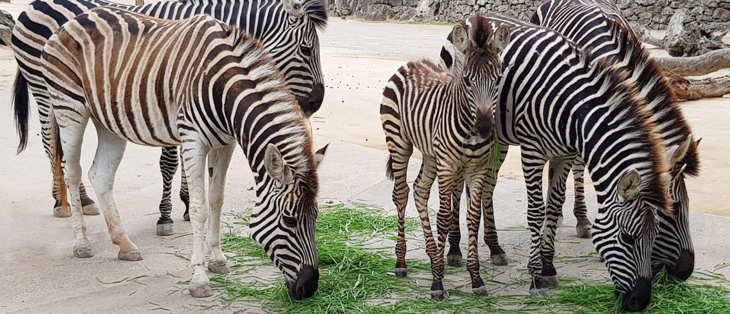 Zoo experts make kindest call for zebra foal