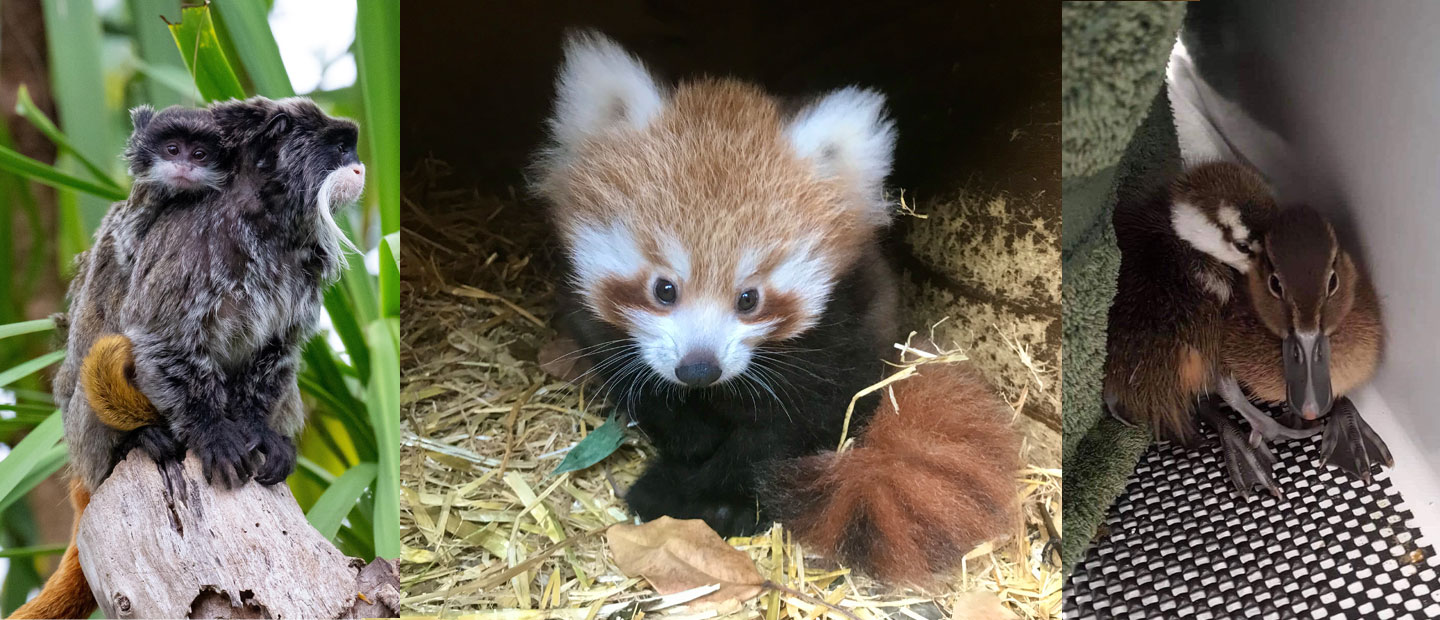 Our ever-growing zoo whānau – Nine not-to-be missed stories!